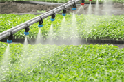 Is your water-soluble fertiliser strategy delivering maximum return?